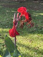 Red Canna Lily Bloom in Sunlight photo