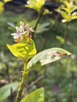 Macro of Pseuderanthemum Flower and Leaf for Botanical and Design Use Side View photo