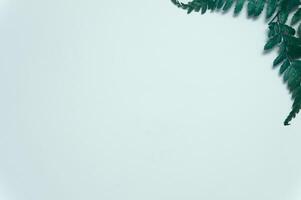 Dried leaves isolated on white background photo