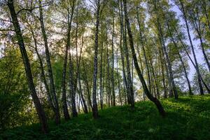 Sunlight through the tall birch trees in a lush green forest, creating a serene and captivating natural landscape for nature enthusiasts. photo