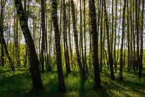 Sunlight filtering through the tall birches in a lush green forest, creating a serene and captivating natural landscape for nature enthusiasts. photo