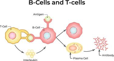 B5B-Cells and T-cells Interaction Design Illustration vector
