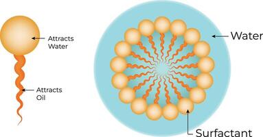 Micelle Structure Science Design Illustration Diagram vector