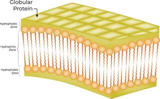 Cell Membrane Structure Design Illustration Diagram vector