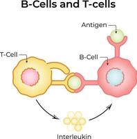 B Cells and T cells Interaction Illustration vector