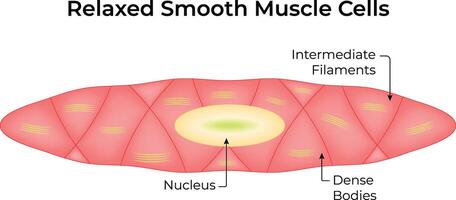 B51Relaxed Smooth Muscle Cell Illustration Design vector