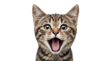 brincalhão malhado gatinho com aberto boca em transparente fundo png