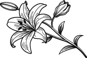 Delicate Botanical Lily Flower Drawing for Graphics vector