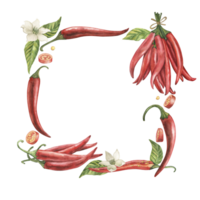 A square frame of red hot chili peppers with flowers, leaves, and spices. The watercolor illustration with fruits, pieces, and seeds of cayenne pepper is hand drawn in a botanical style. For packaging png