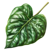 Raw Palak Leaf Nutritious Garden Produce With Transparent Background png