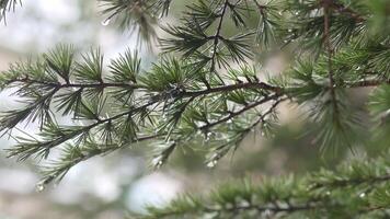 Rain droplets glisten on evergreen branches in the forest video