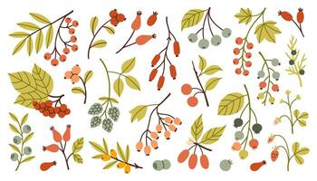 Simple autumn berries and twigs in warm red, orange, green and yellow tones. Different shapes and leaves make this perfect for seasonal designs and cozy fall themes. Flat design illustration. vector