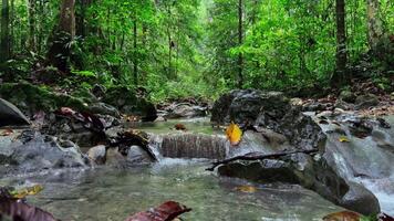 A stream running through a lush tropical forest video