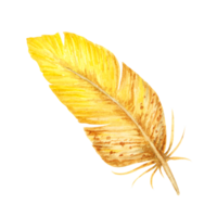 Watercolor illustration of a yellow and brown bird feather with soft texture and natural shape. Ideal for spring, boho, Easter, wildlife or rustic-themed designs and decorative compositions. png