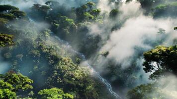 Aerial view of a river flowing through the jungle in the morning video