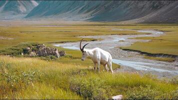 A white goat with long horns stands surrounded by green grass and a river. In the distance, a large mountain range can be seen. video