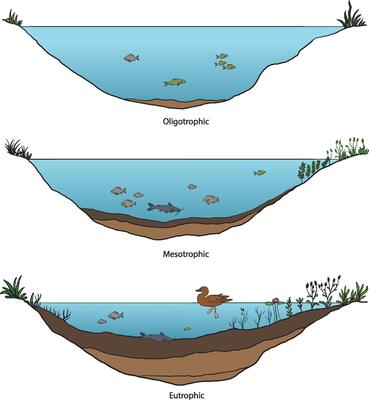 illustration of lake trophic state diagram