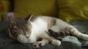 Cat grooming paw while resting on blanket video