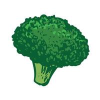 sketch of green broccoli. Hand drawn cabbage. Colored drawing of cauliflower on white background. Healthy farm vegetable. vector