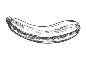 sketch of squash. Ripe vegetable in engraving technique. Zucchini sketch in ink on white background. Clipart for farm product design. vector