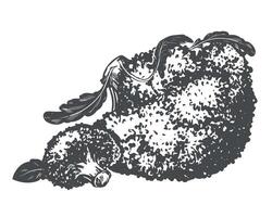 Broccoli lying on the table. sketch of cabbage and pieces in ink. Imitation of old engraving technique. Black and white drawing of cauliflower with leaves on white background. vector