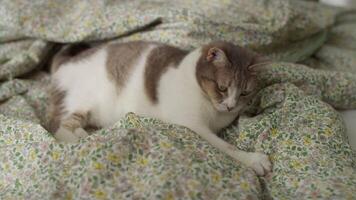 Cat attacking hidden hand under blanket video