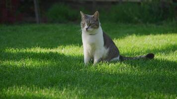 Cat sitting on green grass in sunlight video