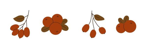 Hand drawn autumn berries in warm red and brown colors. Minimalist seasonal elements isolated on white background. illustration vector