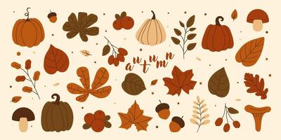 Autumn set. Flat pumpkins, mushrooms, leaves, berries, branches, acorns. Fall season web graphics and cozy design themes. illustration vector