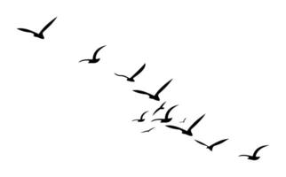Birds Silhouette Pattern on White Background vector