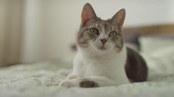 Close-up of alert cat resting on bed video