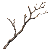 Bare brown tree branch has multiple stems on transparent background png