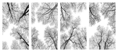Bare tree silhouette pack textured halftone stipple branches view from below artistic winter forest transparent background natural ink style hand drawn trees vector