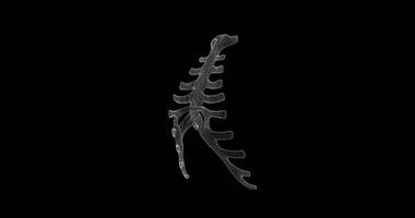 Screen 3d of sternum and ribs structure bone in the human body - loop video