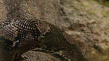 Body of reticulated python snake crawling in a terrarium - Python reticulatus video