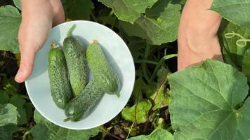 A person holds a bowl of freshly picked cucumbers in a lush garden, symbolizing harvest, freshness, and sustainability video