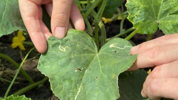 Hands examine a leaf with visible pest damage, highlighting gardening, plant care, and organic farming Caucasian hands adult leaf miner trails video