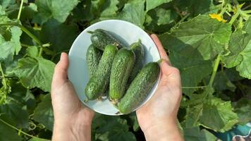 Hands holding a bowl of fresh cucumbers in a garden setting, symbolizing harvest, sustainability, and organic farming video
