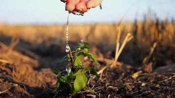 Drops water fall on leaves during pouring planted green sprout into ground soil at meadow.Caring for small seedling during drought at sunset. Agricultural business concept. Close up Slow motion video