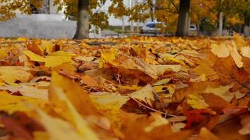 Detail view on yellow maple leaves falling to ground in autumn park.Golden bright foliage covered lawn at parkland. Beautiful colorful fall season. Close up Slow motion video