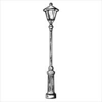 garden light illustration hand draw style in vintage engraved sketch outline style. vector