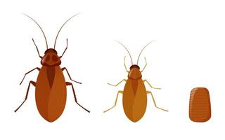 Complete cockroach lifecycle showing growth stages from nymph to adult insect with antennas and segmented body, educational illustration isolated on white background vector