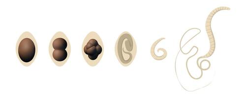 Complete life cycle of human whipworm Trichuris trichiura, parasitic roundworm that causes trichuriasis, showing different stages of development from egg to larva to adult worm vector
