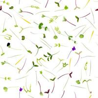 Microgreens of various types growing on a white background creating a seamless pattern, healthy food and vegan lifestyle concepts vector