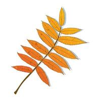 Hand-drawn autumn colored rowan leaves isolated on white background. Flat line style illustration. vector