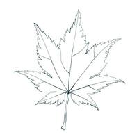 Hand-drawn maple leaf line contour isolated on white background. Flat line style illustration. vector