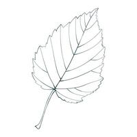 Hand-drawn maple leaf contour isolated on white background. Flat line style illustration. vector