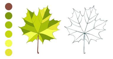 Hand-drawn autumn colored green maple leaf isolated on white background. Flat and line style illustration. vector