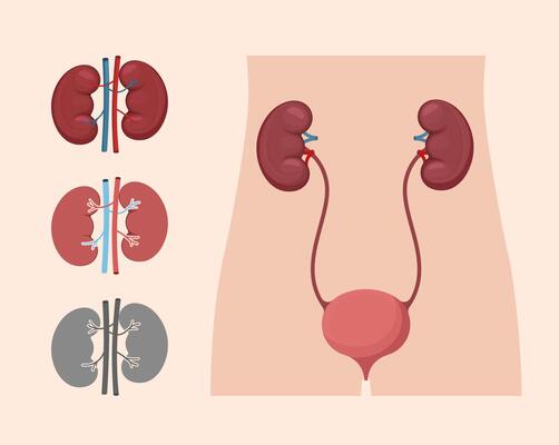 Human kidney and urinary system anatomy diagram. Medical illustration ideal for health education or biology.