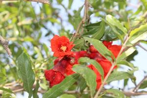 Pomegranate plant Punica granatum featuring a developing fruit with red petals and protruding stamens photo
